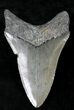 Lower Megalodon Tooth #21733-2